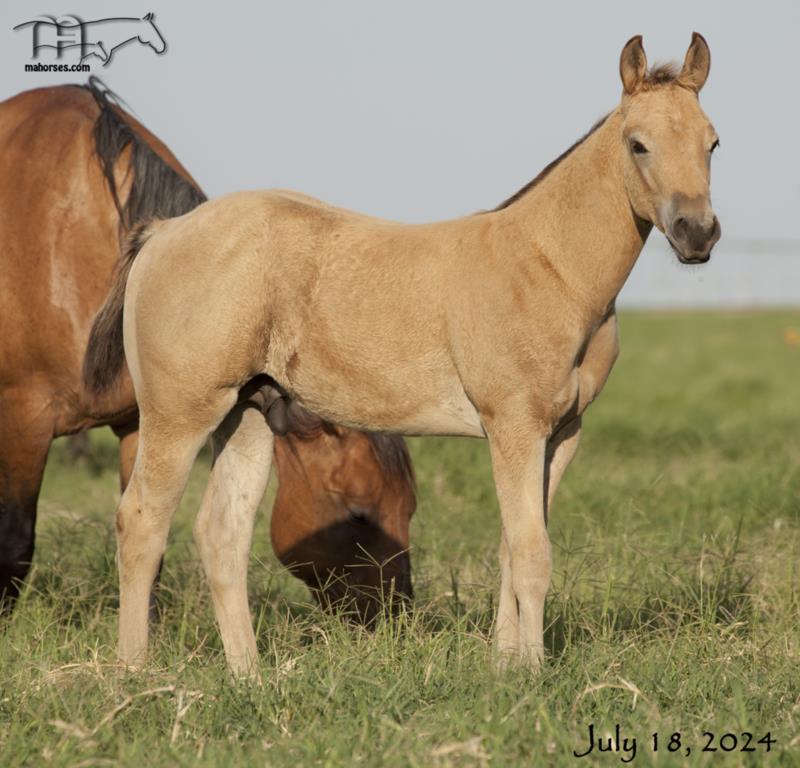 Catcha Ghost Flite's 2024 Buckskin Stallion